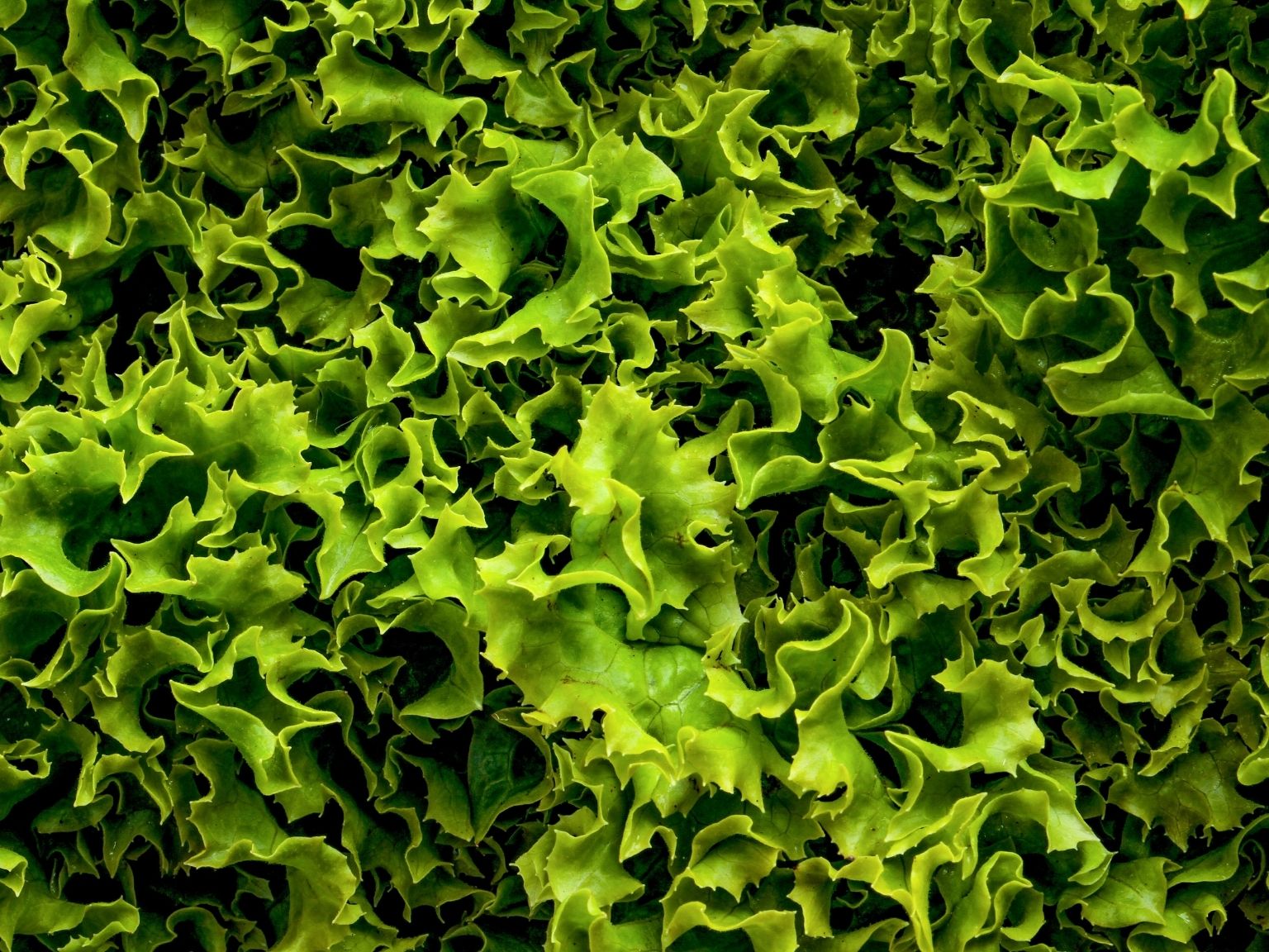 vertical farming